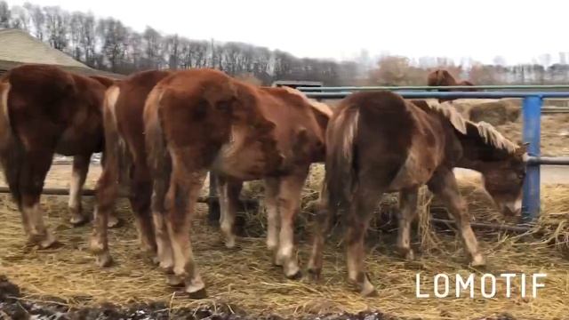 Продажа лошадей: продажа жеребят, отъём 2019 смотреть онлайн