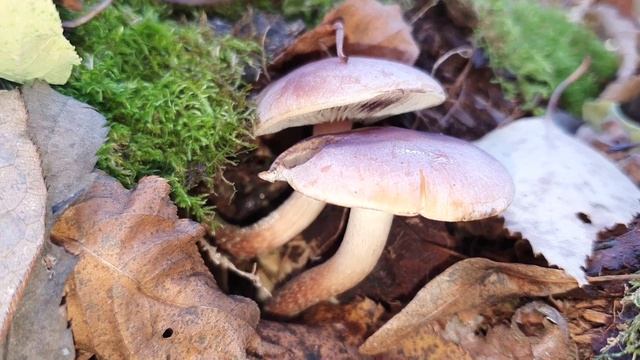 Опёнок кирпично-красный смотреть онлайн