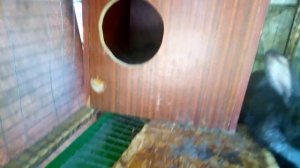 Маточник для кроликов. Нужен или не нужен.