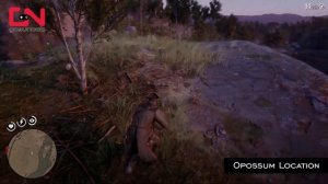 Red Dead Redemption 2 - Opossum Location - How to get Perfect Pelt