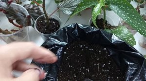 Бегонии Кейн| Размножение и посадка