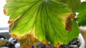 Вредители и болезни королевских пеларгоний.