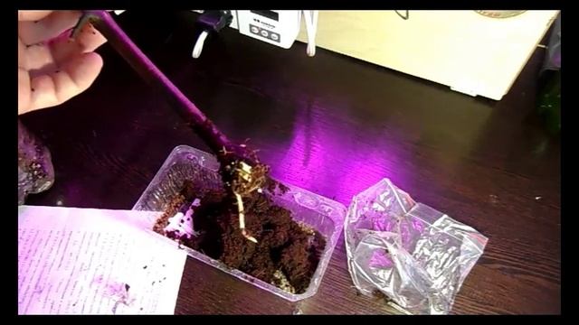 Результат прививки винограда Эпизод II смотреть онлайн