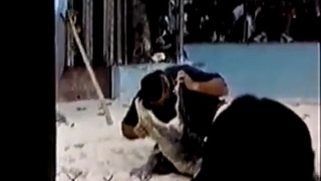 Крокодил укусил за голову