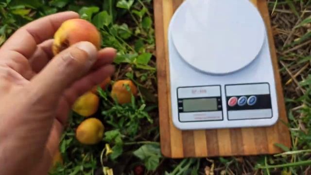 Абрикос персиковый. Абриперсик. смотреть онлайн