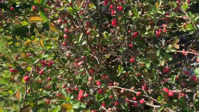 Storm quince o explosion de quinceañera смотреть онлайн