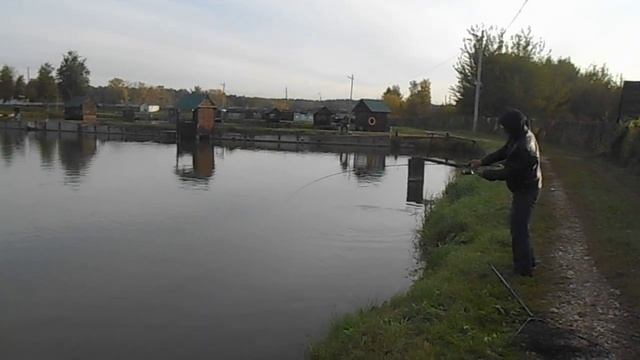 29.09 / РаМеНсКиЙ рЫбХоЗ гЖеЛкА / фОрЕлЕвЫй ПрУд / 2018