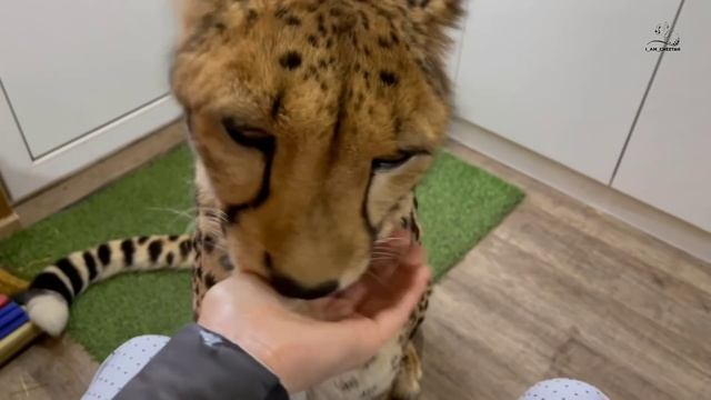 Утренний ритуал гепарда Герды. смотреть онлайн