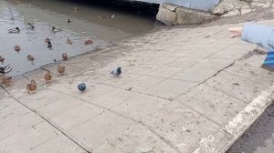 Дикие утки. Чем можно кормить диких уток!