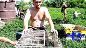 Клетка для цыплят за 15 минут своими руками, за 50 рублей!