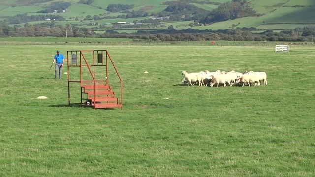 International Sheepdog Trials Supreme 2016 James McCloskey's Sweep смотреть онлайн