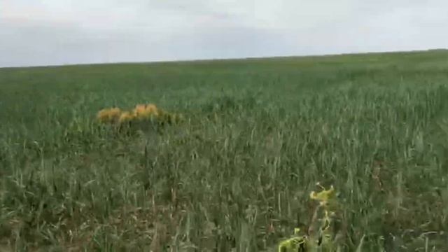 Горох, Кукуруза, гербицид Гербитокс, Балерина, Велосити Пауэр. Эффективность препаратов. смотреть онлайн