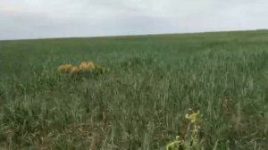 Горох, Кукуруза, гербицид Гербитокс, Балерина,  Велосити Пауэр.  Эффективность препаратов.