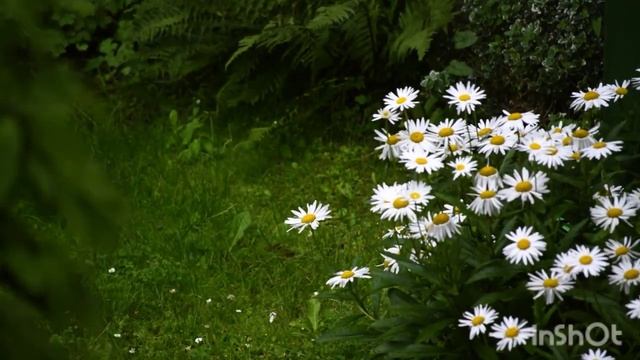 Самая красивая музыка Для души Сергея Чекалина ? смотреть онлайн