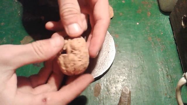 Как достать целое ядро из грецкого ореха? / How to get the whole kernel of a walnut? смотреть онлайн