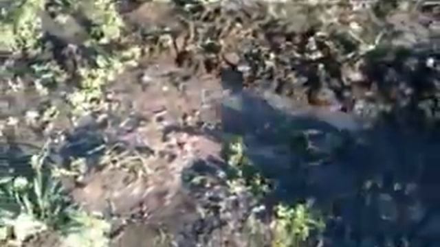 Конусные ежи довсходовая обработка картофеля 1.3gp смотреть онлайн