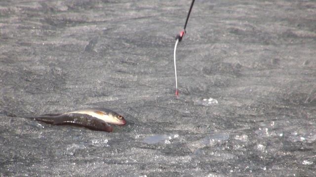 [Школа рыболова] - Ловля плотвы по последнему льду с использованием летнего эхолота смотреть онлайн