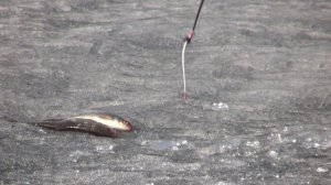 [Школа рыболова] - Ловля плотвы по последнему льду с использованием летнего эхолота