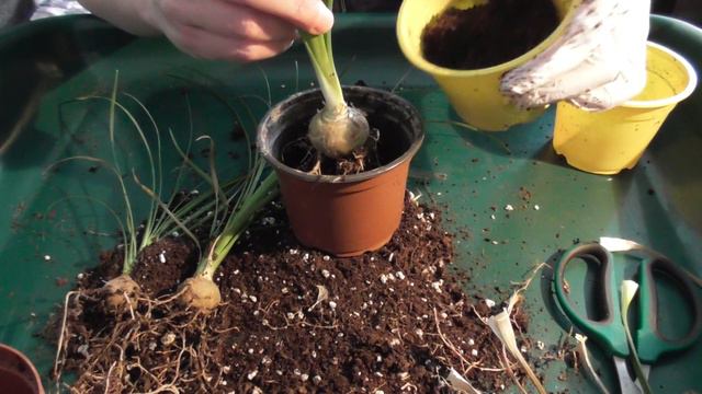 Der Elefantenfuß beaucarnea recurvata, aus Eins mach Drei смотреть онлайн