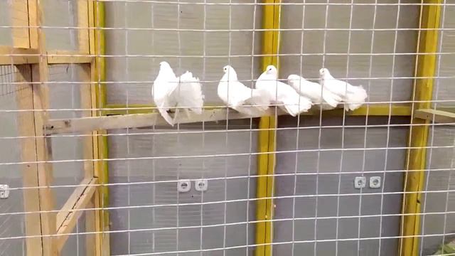 Контактный зоопарк "ЗВЕРОПОЛИС" в Могилеве смотреть онлайн
