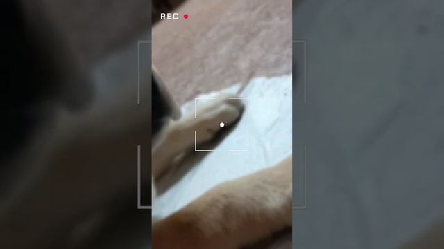 Привет! Меня зовут Барон, а тебя?) 💕#животные #лабрадор #собаки #рекомендации смотреть онлайн