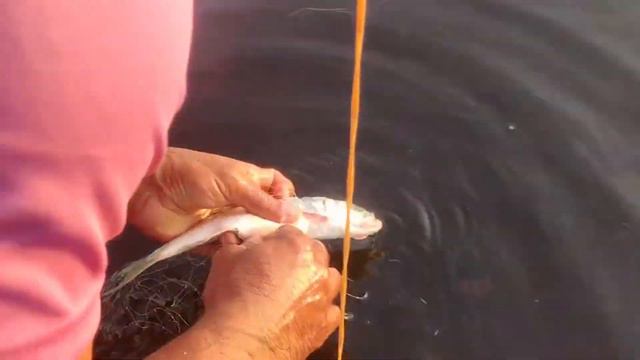 Village fishing|traditional fishing| fishing|Kerala fishing|Mala Vlogs-Jinson Devassy смотреть онлайн