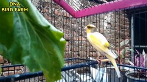 TIMBRADO Canary Most Powerful Song For Training ( 1 )