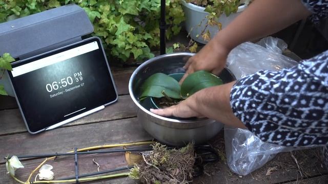 Как я реанимировала обезвоженную орхидею всего за три дня смотреть онлайн