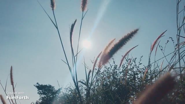 Звуки природы.пение птиц.шум ветра.расслабление нервнной системы. смотреть онлайн