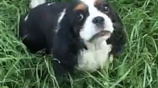 Kavalier King Čarls Španijel - - Karakteristike Rase I Specifične Potrebe