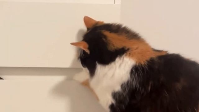 9 Ragamuffin Cat Colors & Patterns | Types Of Ragamuffin Cat | Ragamuffin Cats Color смотреть онлайн