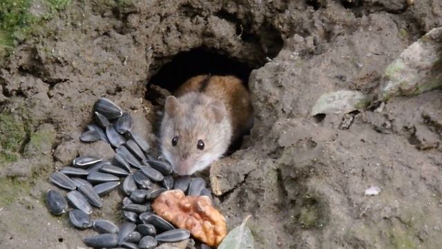 Они такие хорошие - эти полевые мыши / Funny field mice смотреть онлайн