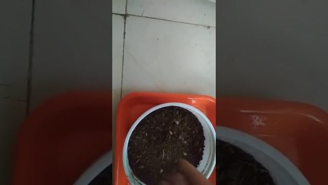 4#🌼How to grow Zinnia from seed by green corner 🌼 смотреть онлайн