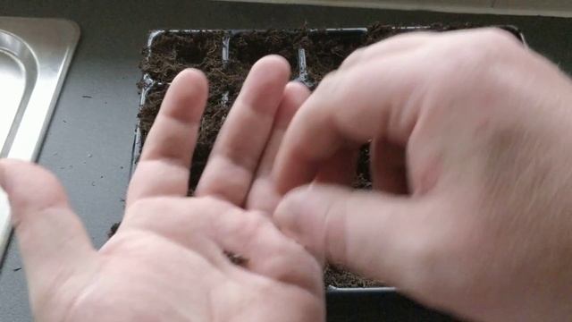 DELPHINIUM GALAHAD SOWING FROM SEED