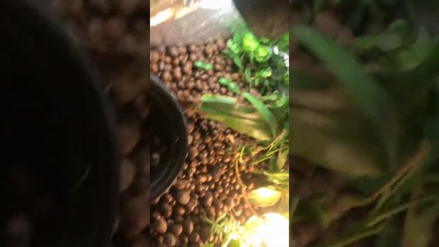 Succulent aquaponics experimenting смотреть онлайн