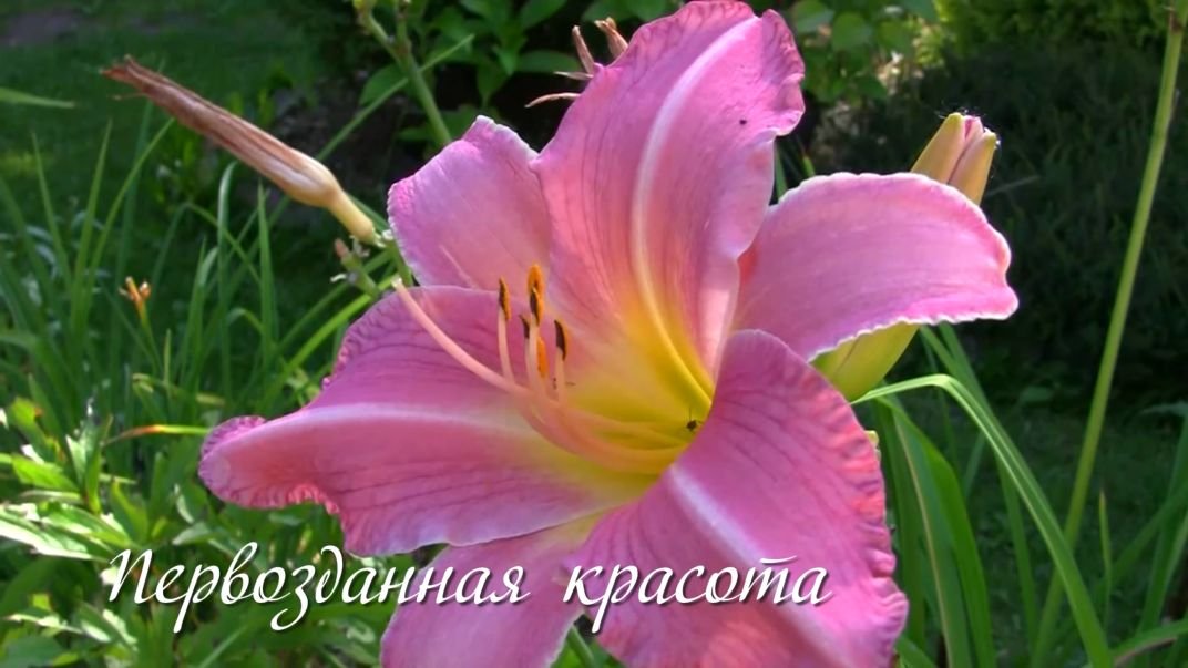 Первозданная красота. Дачные картинки 2023 смотреть онлайн