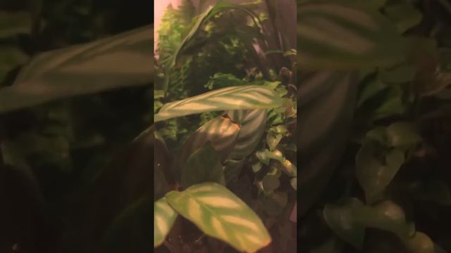 #растения#2023#🪴