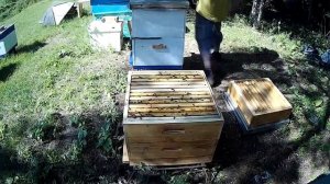 СИБИРЬ - ГЛАВНЫЙ ВЗЯТОК В РАЗГАРЕ - СТАВЛЮ МАГАЗИНЫ С ВОЩИНОЙ - ПЧЕЛОВОДСТВО С НУЛЯ