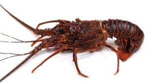 К чему снятся РАКИ или видеть РАКА во сне ★ Толкование Снов ★ СОННИК 3.0™