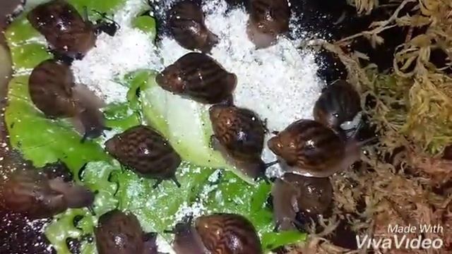 #улиточки#улитки#ахатины