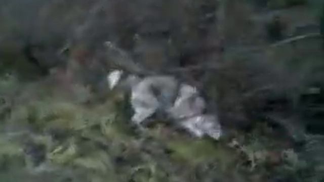 Хаски, команда КО МНЕ!!! смотреть онлайн