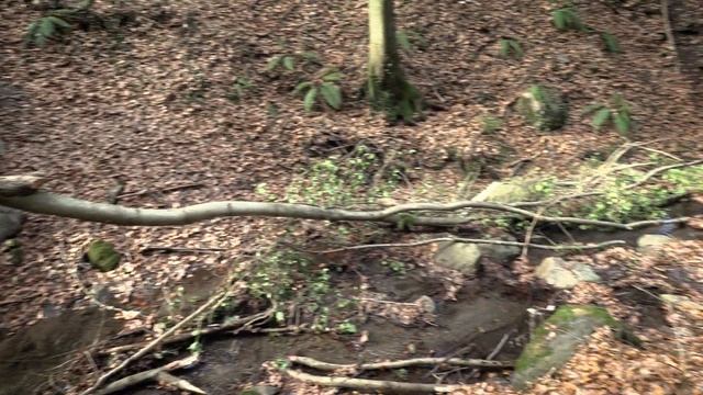 Altenbachklamm 4K 50p | Canon XF705 смотреть онлайн