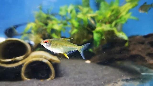 Lemon Tetra - The Tropical Fish Shop смотреть онлайн