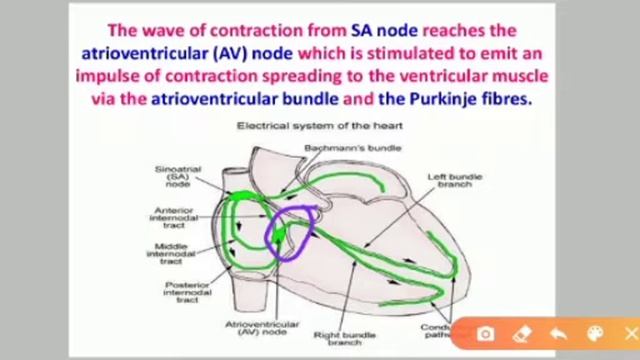X STD Biology Unit 14 Online Class 5 смотреть онлайн