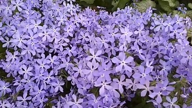 нежное облако флокса растопыренного смотреть онлайн
