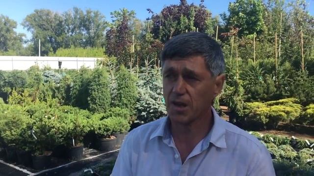 Обрезка можжевельника смотреть онлайн