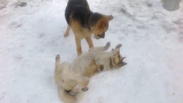 Бой собак))) смотреть онлайн