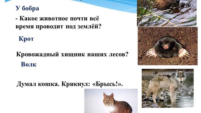 Экологическая игра викторина «В гостях у леса» смотреть онлайн