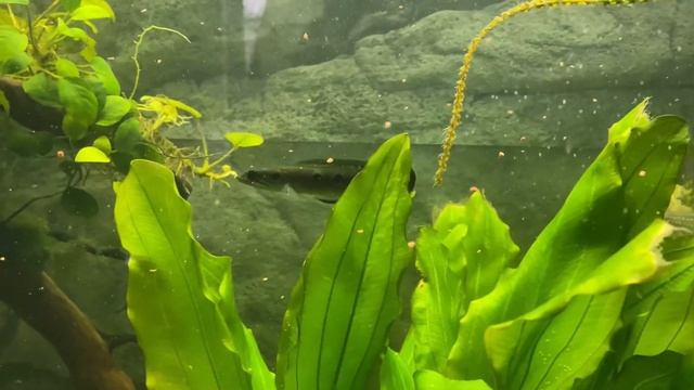 Змееголов глазчатый кушает сухой корм (Channa pleurophthalma) смотреть онлайн