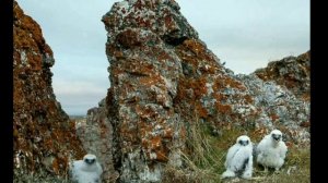Таймырский заповедник